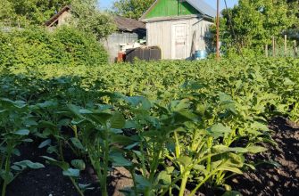 Дача картофель ботва сарай