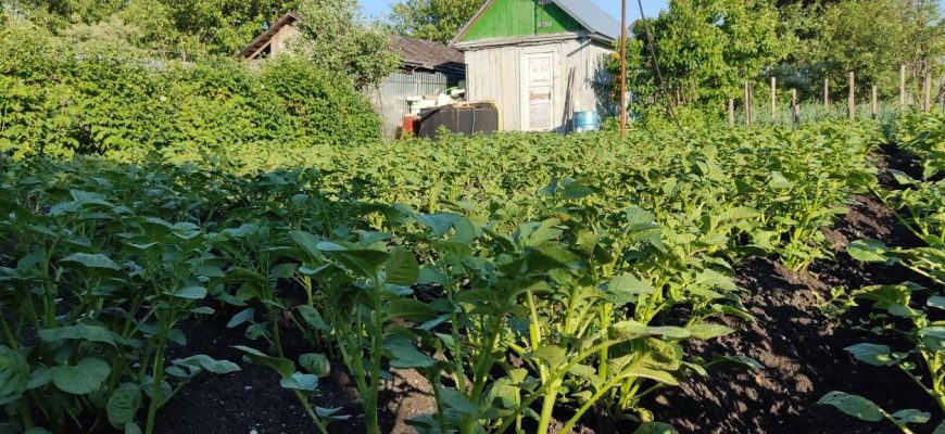 Дача картофель ботва сарай