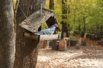 голубь кормушка