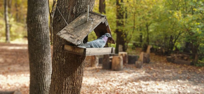 голубь кормушка